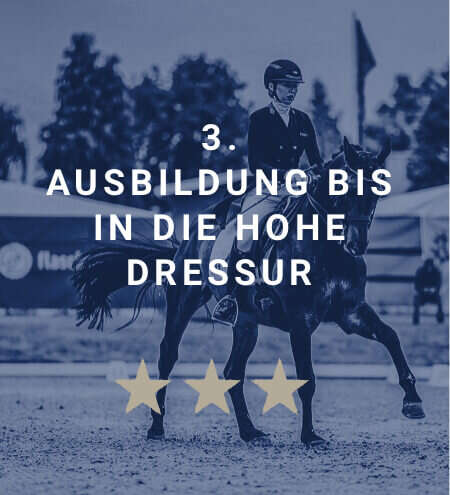 derby academy springpferde ausbildung dressur blau